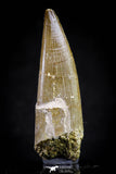 20822 - Nicely Preserved 2.47 Inch Elasmosaur (Zarafasaura oceanis) Tooth