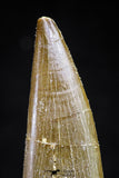 20822 - Nicely Preserved 2.47 Inch Elasmosaur (Zarafasaura oceanis) Tooth