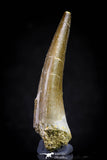 20822 - Nicely Preserved 2.47 Inch Elasmosaur (Zarafasaura oceanis) Tooth