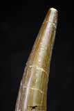 20822 - Nicely Preserved 2.47 Inch Elasmosaur (Zarafasaura oceanis) Tooth