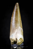 20822 - Nicely Preserved 2.47 Inch Elasmosaur (Zarafasaura oceanis) Tooth