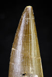 20822 - Nicely Preserved 2.47 Inch Elasmosaur (Zarafasaura oceanis) Tooth