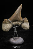06164 - Small Wire Wrapped 0.83 Inch Cretolamna aschersoni (mackerel shark) Tooth Pendant