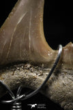 06164 - Small Wire Wrapped 0.83 Inch Cretolamna aschersoni (mackerel shark) Tooth Pendant