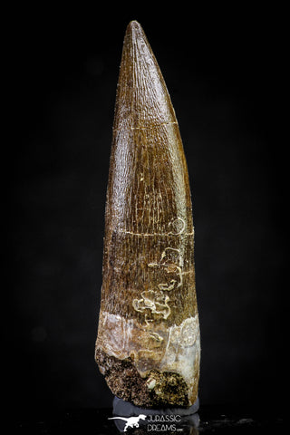 20823 - Nicely Preserved 2.52 Inch Elasmosaur (Zarafasaura oceanis) Tooth