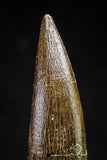 20823 - Nicely Preserved 2.52 Inch Elasmosaur (Zarafasaura oceanis) Tooth