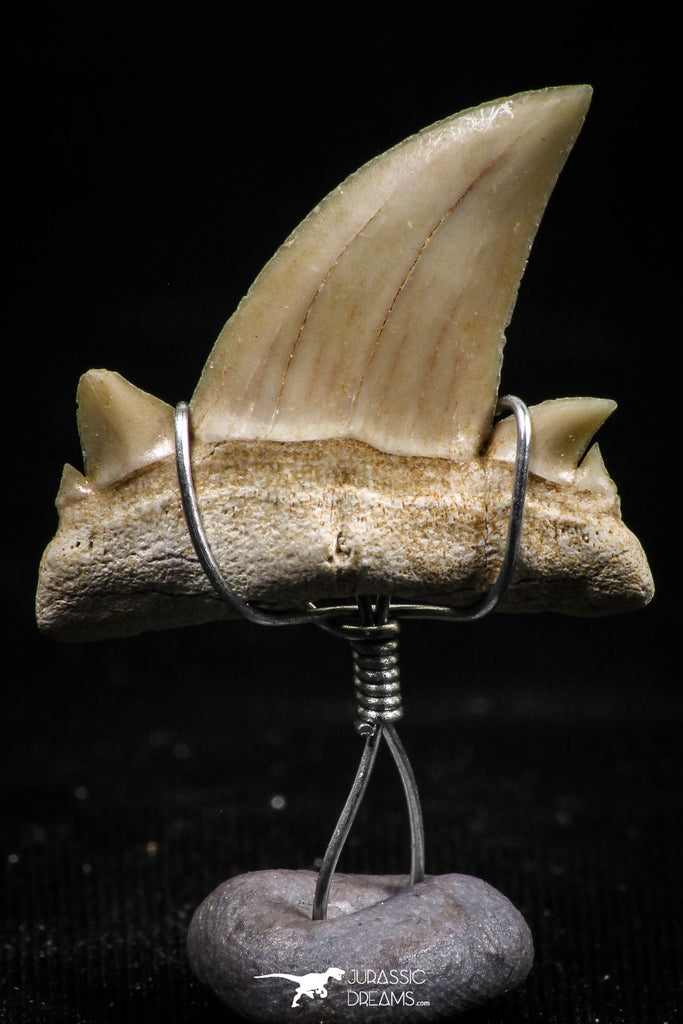 06165 - Small Wire Wrapped 0.89 Inch Cretolamna aschersoni (mackerel shark) Tooth Pendant