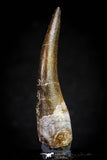 20823 - Nicely Preserved 2.52 Inch Elasmosaur (Zarafasaura oceanis) Tooth