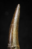 20823 - Nicely Preserved 2.52 Inch Elasmosaur (Zarafasaura oceanis) Tooth