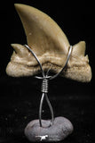 06165 - Small Wire Wrapped 0.89 Inch Cretolamna aschersoni (mackerel shark) Tooth Pendant