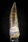 20823 - Nicely Preserved 2.52 Inch Elasmosaur (Zarafasaura oceanis) Tooth