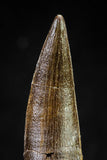 20823 - Nicely Preserved 2.52 Inch Elasmosaur (Zarafasaura oceanis) Tooth