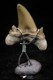 06166 - Small Wire Wrapped 0.91 Inch Cretolamna aschersoni (mackerel shark) Tooth Pendant
