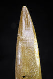 20824 - Nicely Preserved 2.61 Inch Elasmosaur (Zarafasaura oceanis) Tooth