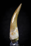 20824 - Nicely Preserved 2.61 Inch Elasmosaur (Zarafasaura oceanis) Tooth