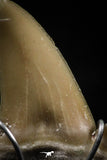 06166 - Small Wire Wrapped 0.91 Inch Cretolamna aschersoni (mackerel shark) Tooth Pendant