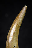 20824 - Nicely Preserved 2.61 Inch Elasmosaur (Zarafasaura oceanis) Tooth