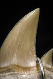 06167 - Small Wire Wrapped 0.80 Inch Cretolamna aschersoni (mackerel shark) Tooth Pendant