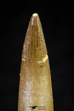 20824 - Nicely Preserved 2.61 Inch Elasmosaur (Zarafasaura oceanis) Tooth
