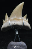 06167 - Small Wire Wrapped 0.80 Inch Cretolamna aschersoni (mackerel shark) Tooth Pendant