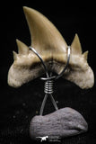 06167 - Small Wire Wrapped 0.80 Inch Cretolamna aschersoni (mackerel shark) Tooth Pendant