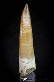 20825 - Nicely Preserved 2.40 Inch Elasmosaur (Zarafasaura oceanis) Tooth