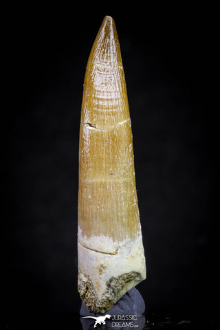 20825 - Nicely Preserved 2.40 Inch Elasmosaur (Zarafasaura oceanis) Tooth