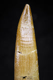 20825 - Nicely Preserved 2.40 Inch Elasmosaur (Zarafasaura oceanis) Tooth