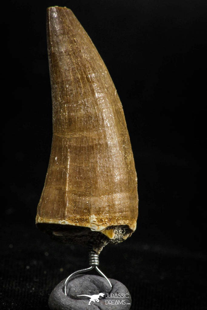 06168 -  Small Wire Wrapped 1.35 Inch Eremiasaurus heterodontus (Mosasaur) Tooth Pendant