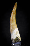 20825 - Nicely Preserved 2.40 Inch Elasmosaur (Zarafasaura oceanis) Tooth