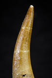 20825 - Nicely Preserved 2.40 Inch Elasmosaur (Zarafasaura oceanis) Tooth