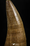 06168 -  Small Wire Wrapped 1.35 Inch Eremiasaurus heterodontus (Mosasaur) Tooth Pendant