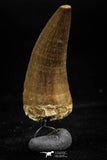 06168 -  Small Wire Wrapped 1.35 Inch Eremiasaurus heterodontus (Mosasaur) Tooth Pendant