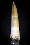 20825 - Nicely Preserved 2.40 Inch Elasmosaur (Zarafasaura oceanis) Tooth