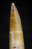 20825 - Nicely Preserved 2.40 Inch Elasmosaur (Zarafasaura oceanis) Tooth