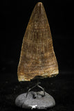 06169 - Small Wire Wrapped 1.09 Inch Eremiasaurus heterodontus (Mosasaur) Tooth Pendant