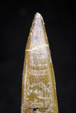 20826 - Nicely Preserved 2.19 Inch Elasmosaur (Zarafasaura oceanis) Tooth