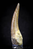 20826 - Nicely Preserved 2.19 Inch Elasmosaur (Zarafasaura oceanis) Tooth