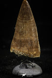 06169 - Small Wire Wrapped 1.09 Inch Eremiasaurus heterodontus (Mosasaur) Tooth Pendant