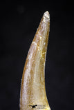 20826 - Nicely Preserved 2.19 Inch Elasmosaur (Zarafasaura oceanis) Tooth