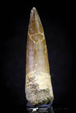 20826 - Nicely Preserved 2.19 Inch Elasmosaur (Zarafasaura oceanis) Tooth
