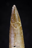20826 - Nicely Preserved 2.19 Inch Elasmosaur (Zarafasaura oceanis) Tooth