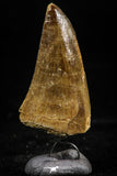 06170 -  Small Wire Wrapped 1.18 Inch Mosasaur (Prognathodon anceps) Tooth Pendant