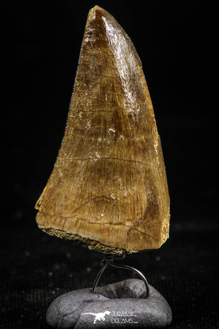 06170 -  Small Wire Wrapped 1.18 Inch Mosasaur (Prognathodon anceps) Tooth Pendant