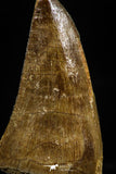 06170 -  Small Wire Wrapped 1.18 Inch Mosasaur (Prognathodon anceps) Tooth Pendant