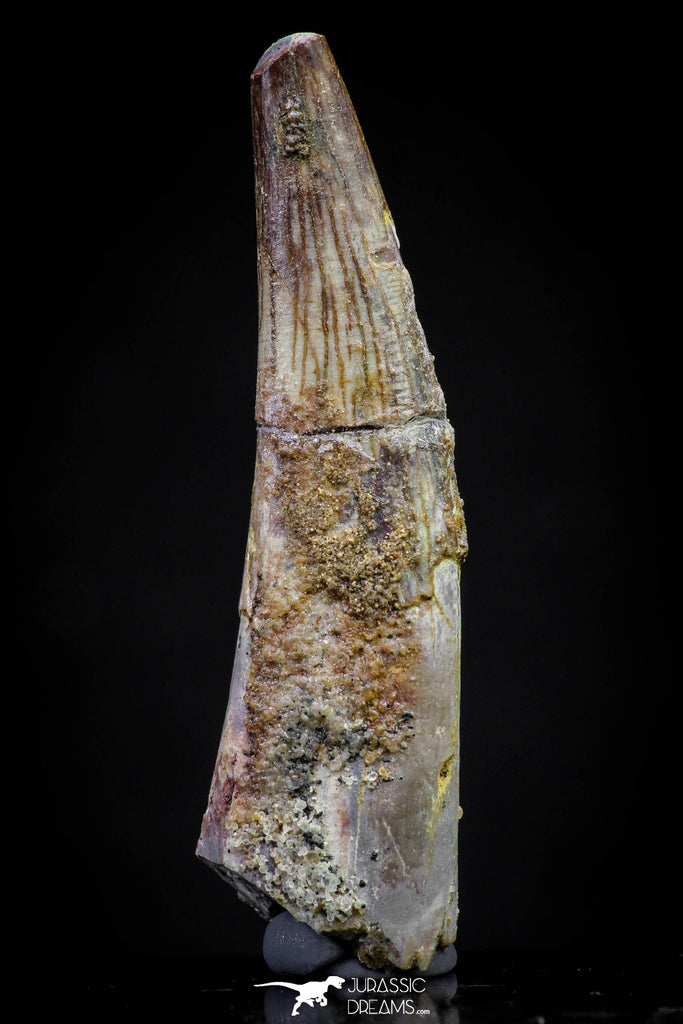 20827 - Nice 1.82 Inch Pterosaur (Coloborhynchus) Tooth Cretaceous KemKem