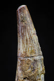 20827 - Nice 1.82 Inch Pterosaur (Coloborhynchus) Tooth Cretaceous KemKem