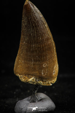 06171 -  Small Wire Wrapped 1.24 Inch Mosasaur (Prognathodon anceps) Tooth Pendant