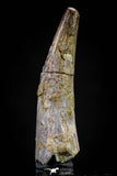 20827 - Nice 1.82 Inch Pterosaur (Coloborhynchus) Tooth Cretaceous KemKem