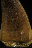 06171 -  Small Wire Wrapped 1.24 Inch Mosasaur (Prognathodon anceps) Tooth Pendant